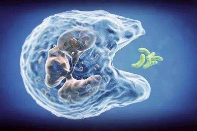 在Bilibili學習生物:穩(wěn)態(tài)調(diào)節(jié)篇