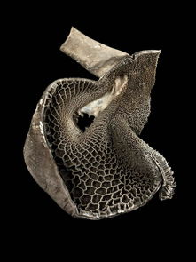 2015惠康影像獎(jiǎng) 聚焦令人驚嘆的生物藝術(shù)世界 4